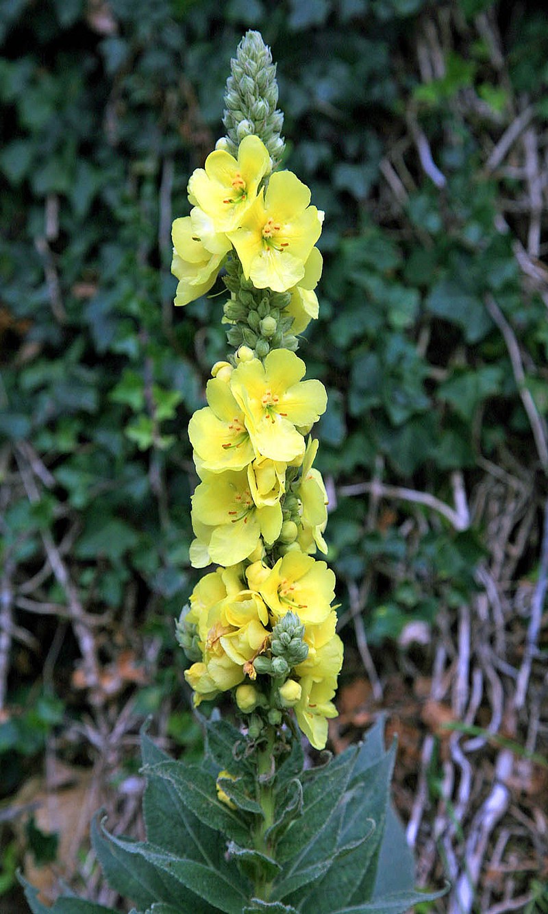Denseflower Mullein photo 2