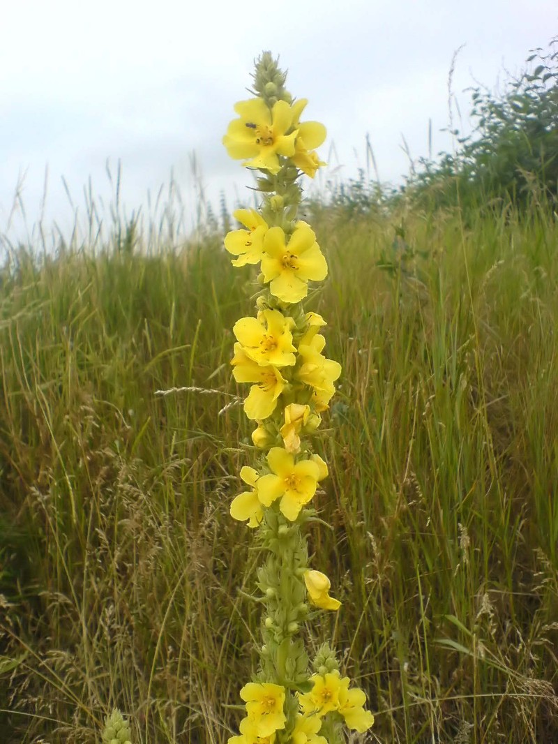 Denseflower Mullein photo 3