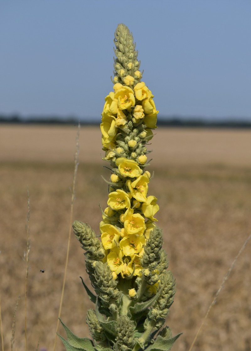 Denseflower Mullein photo 4