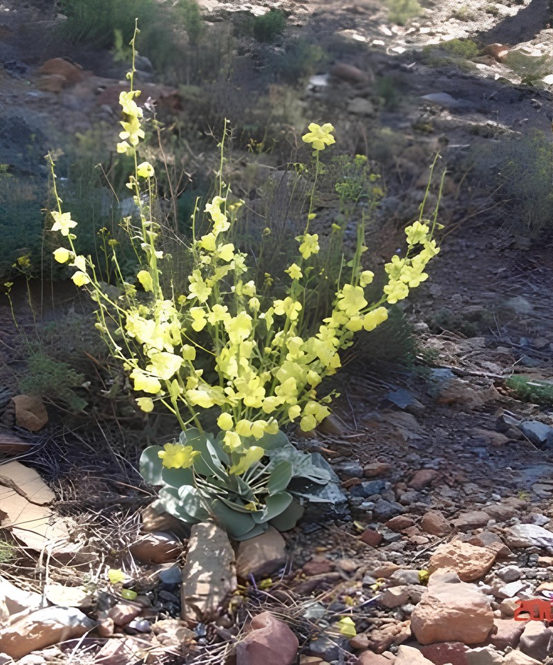 Verbascum ebubekirceylanii
