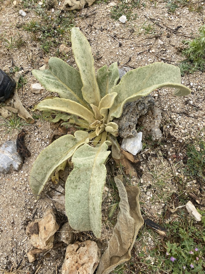 Verbascum giganteum subsp. giganteum