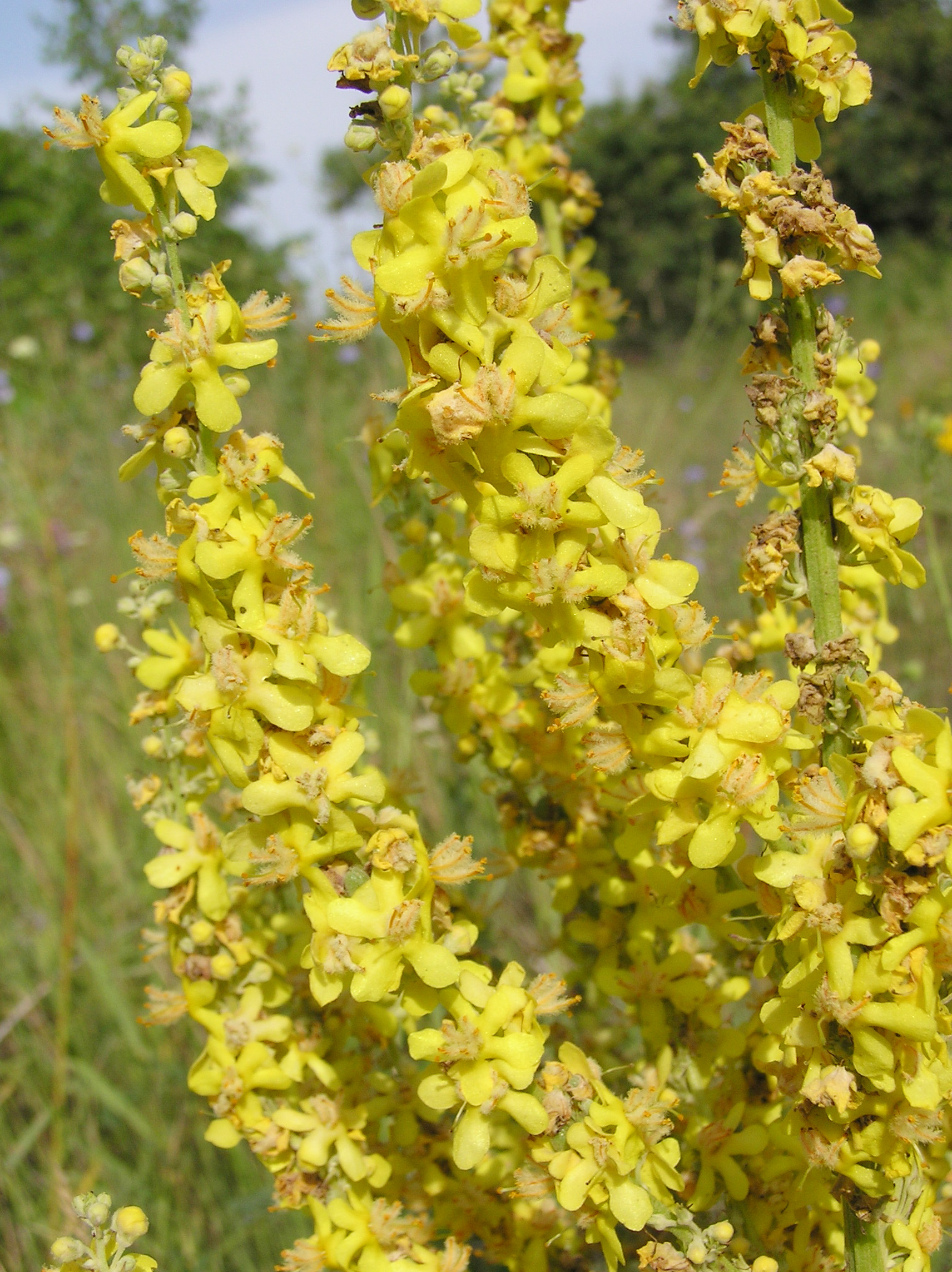 White Mullein