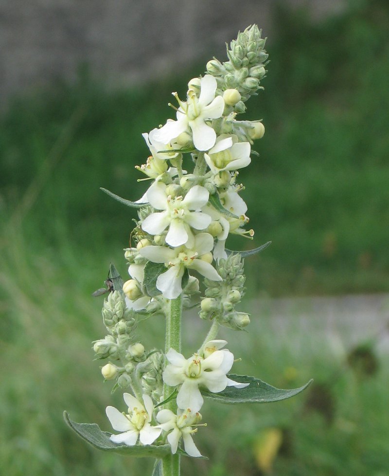 White Mullein photo 5
