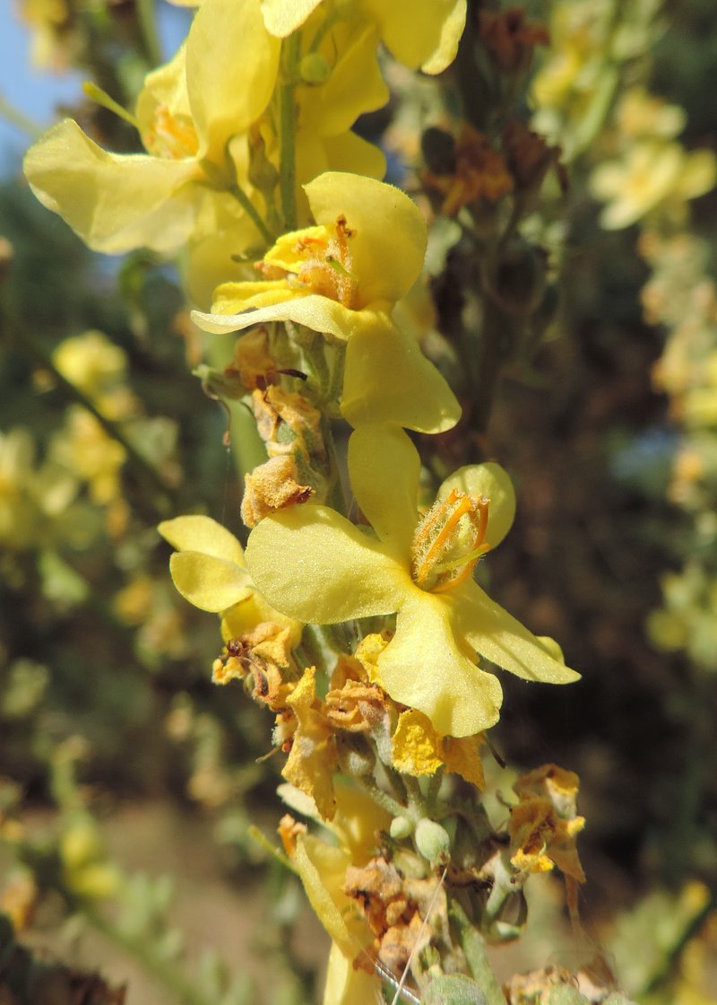 White Mullein photo 6