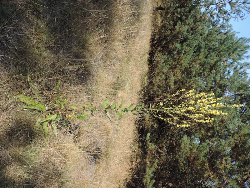 White Mullein photo 7