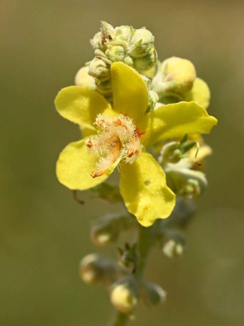 White Mullein photo 8
