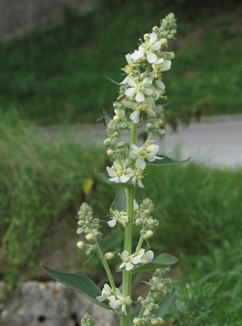 White Mullein photo 2