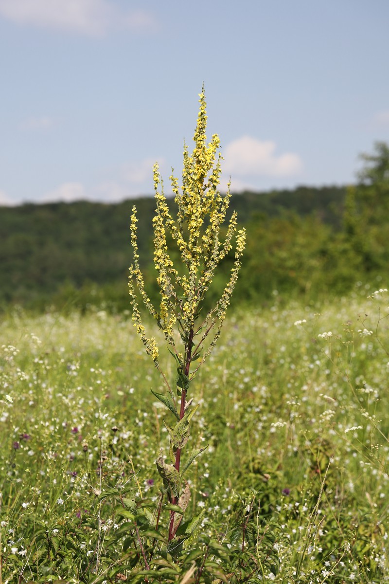 White Mullein photo 3