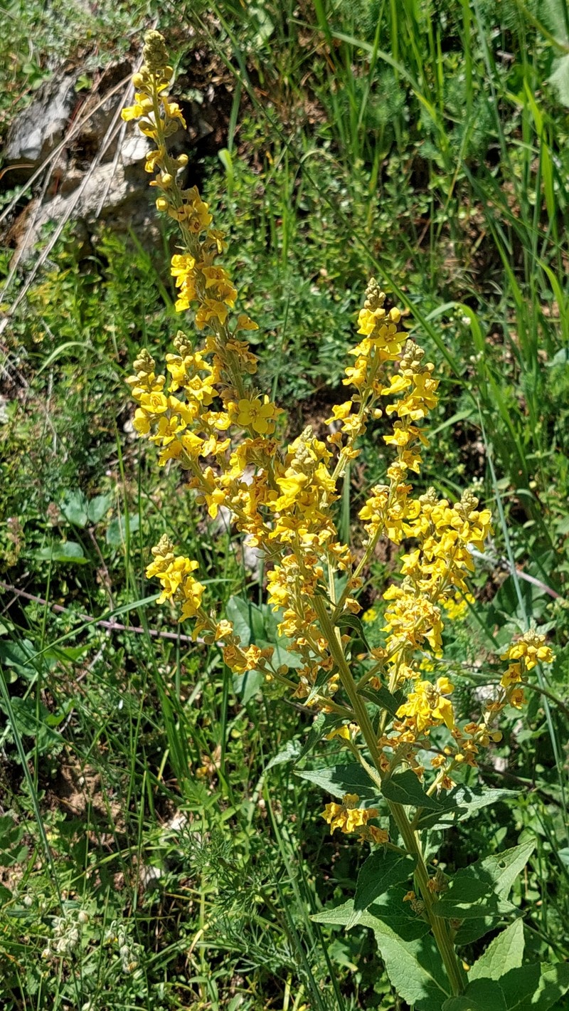 Verbascum lychnitis subsp. lychnitis