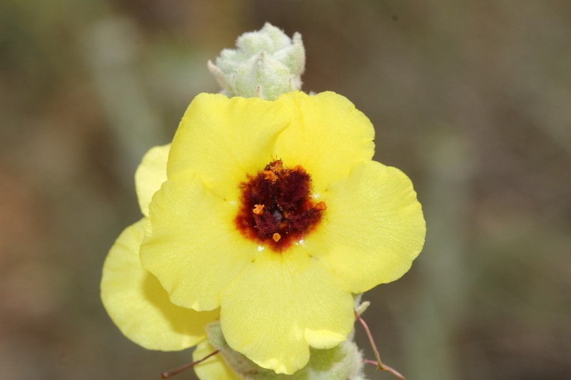 Verbascum misirdalianum