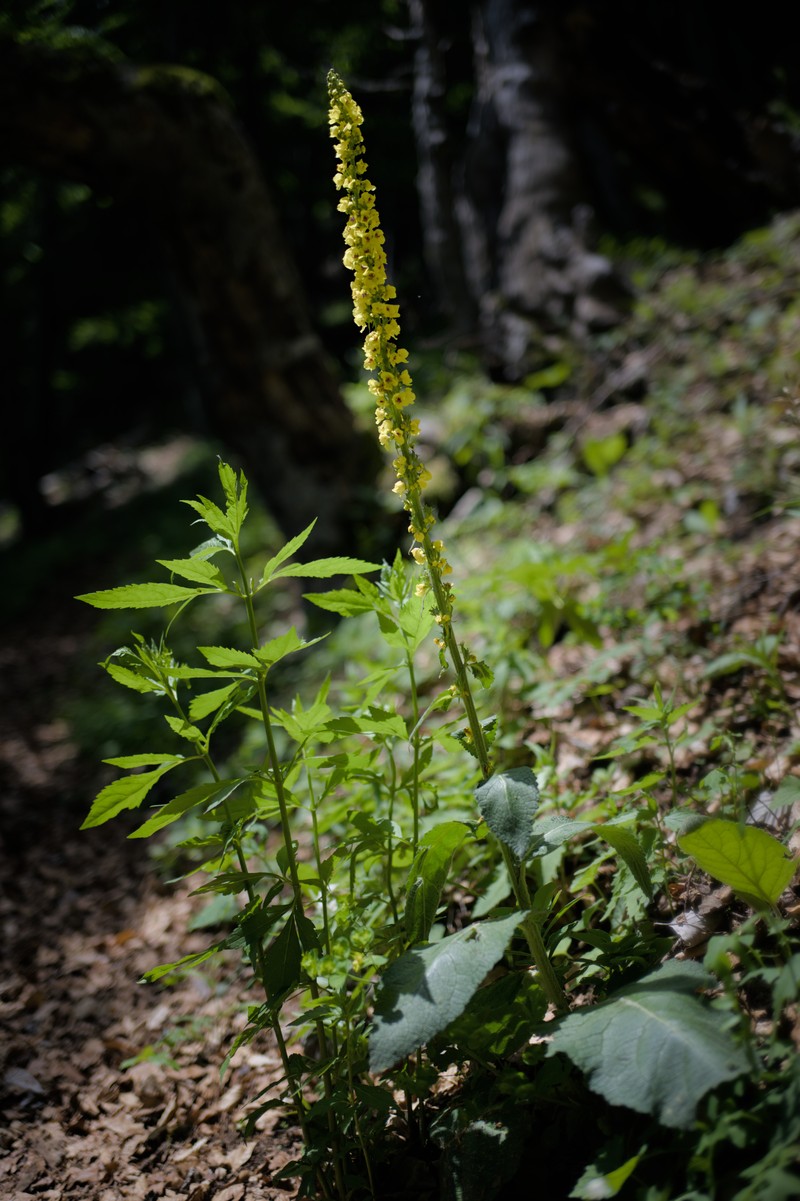 Black Mullein photo 5