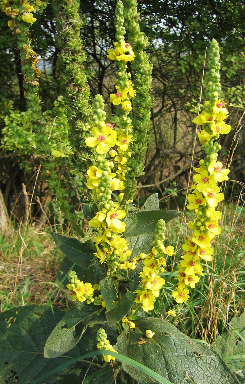 Black Mullein