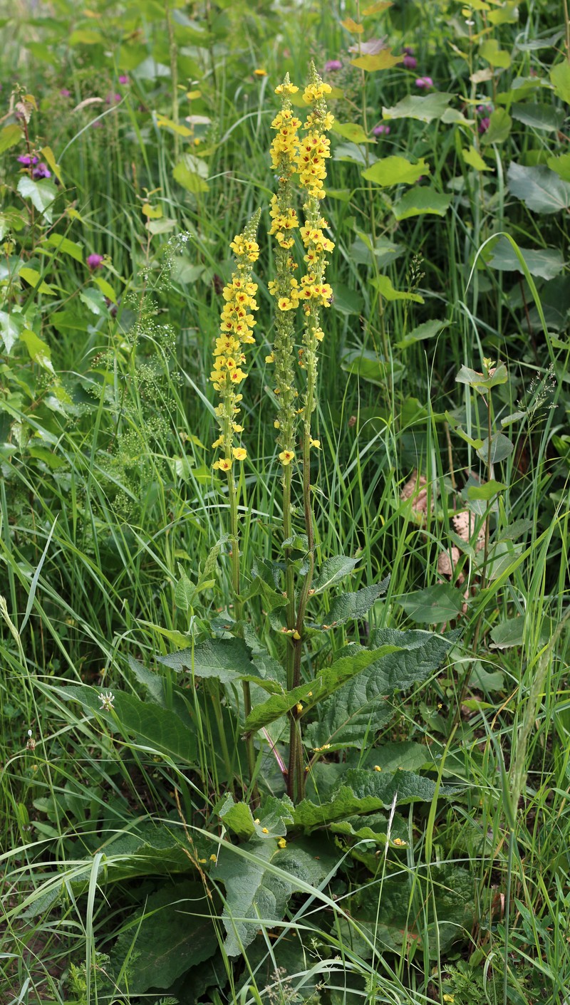 Black Mullein photo 6