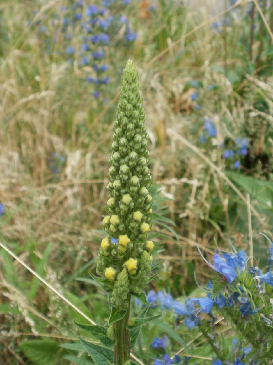 Black Mullein photo 7