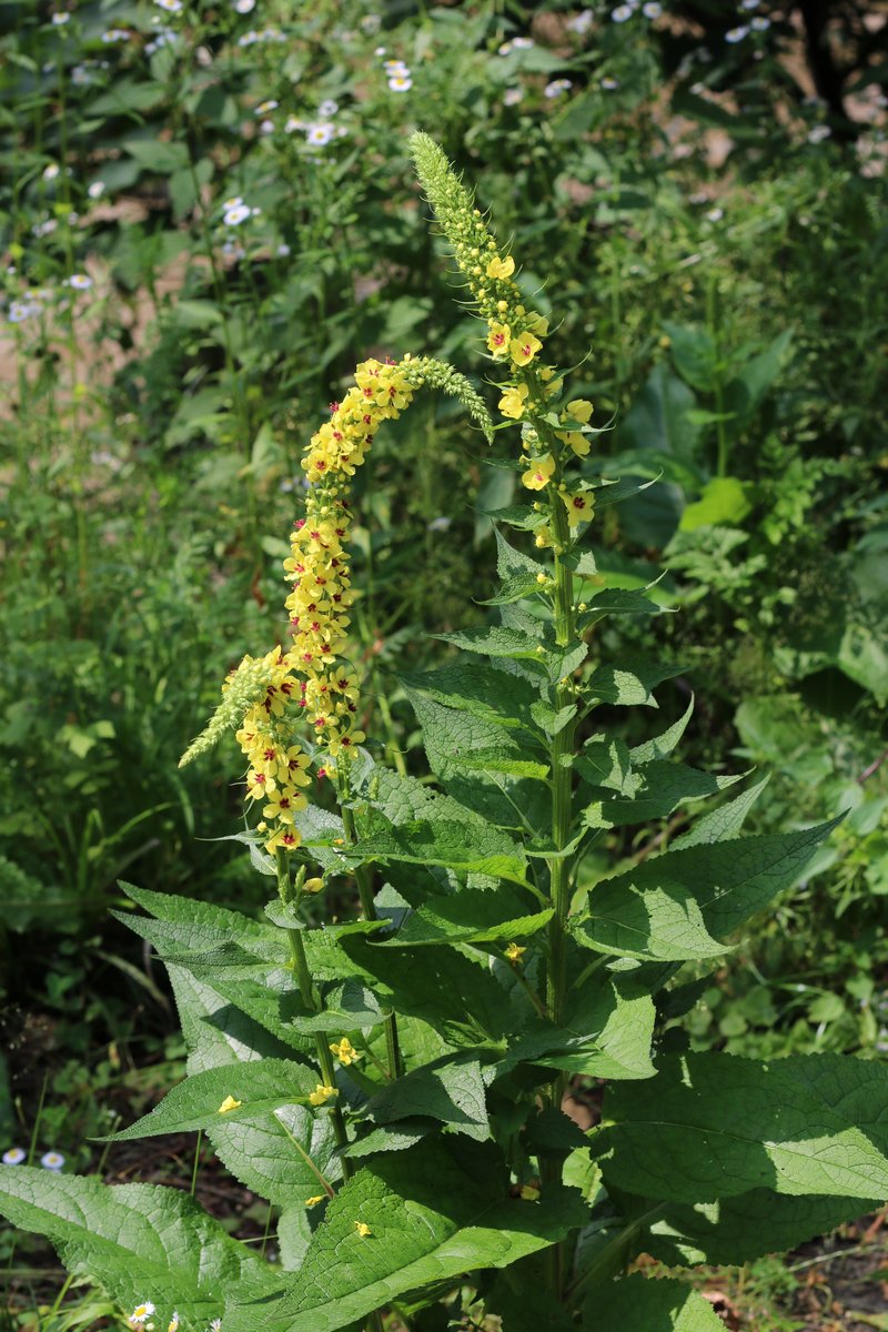 Black Mullein photo 8