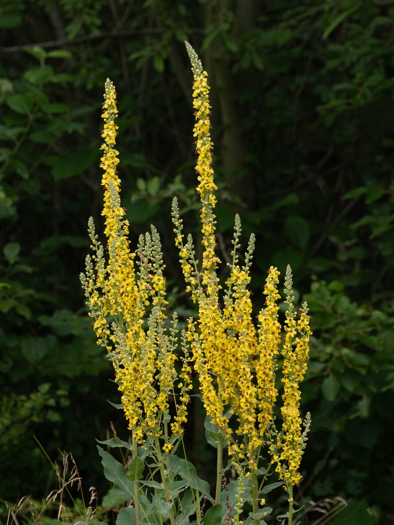 Black Mullein photo 2