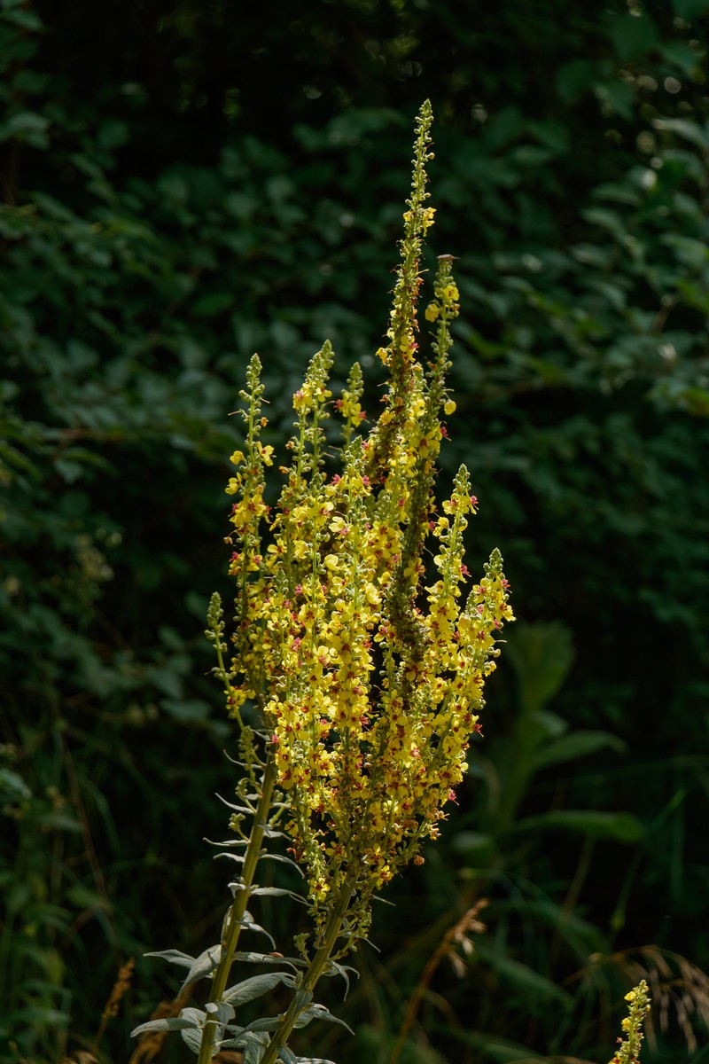 Black Mullein photo 3