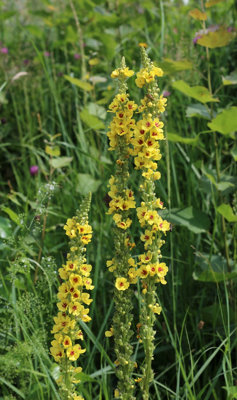 Black Mullein photo 4