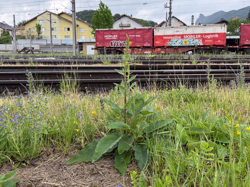 Verbascum nigrum subsp. nigrum