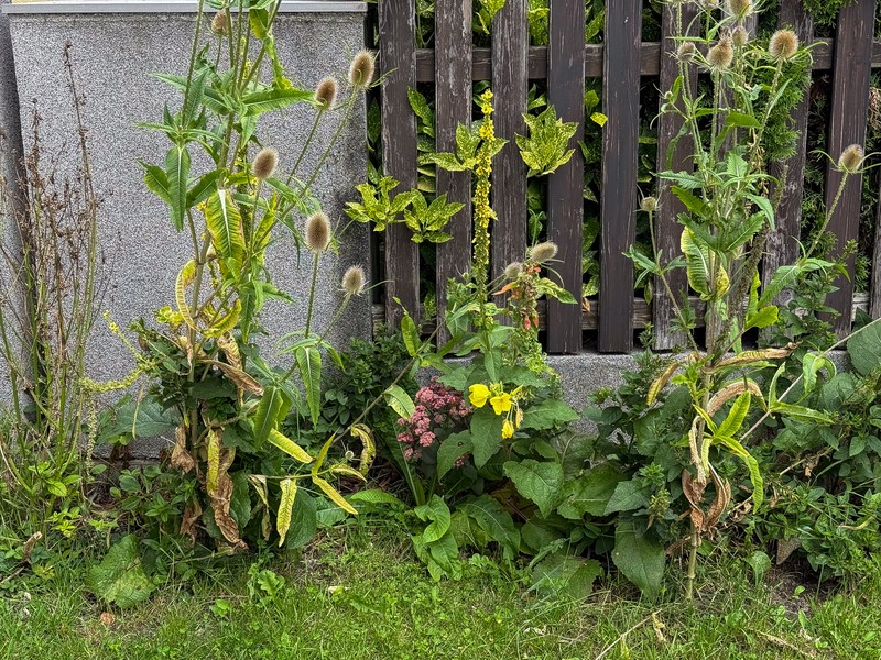 Verbascum nigrum subsp. nigrum photo 2