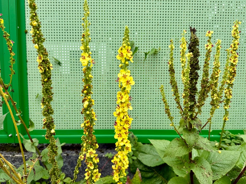 Verbascum nigrum subsp. nigrum photo 3