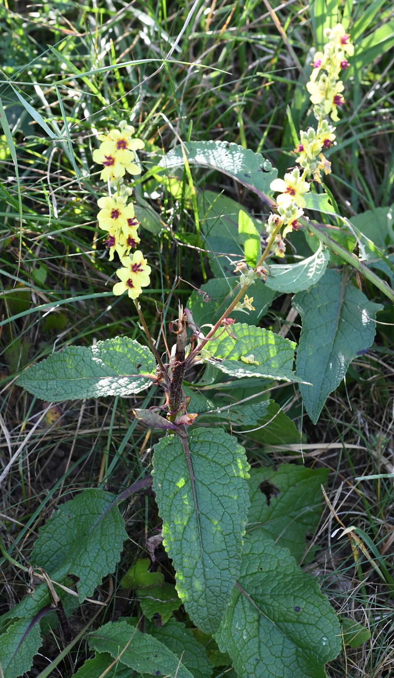 Verbascum nigrum subsp. nigrum photo 4