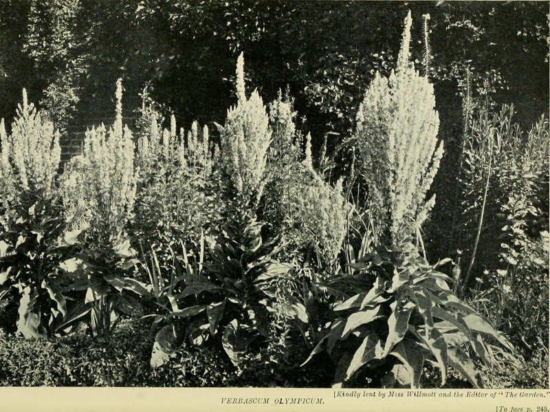 Olympic Mullein photo 4