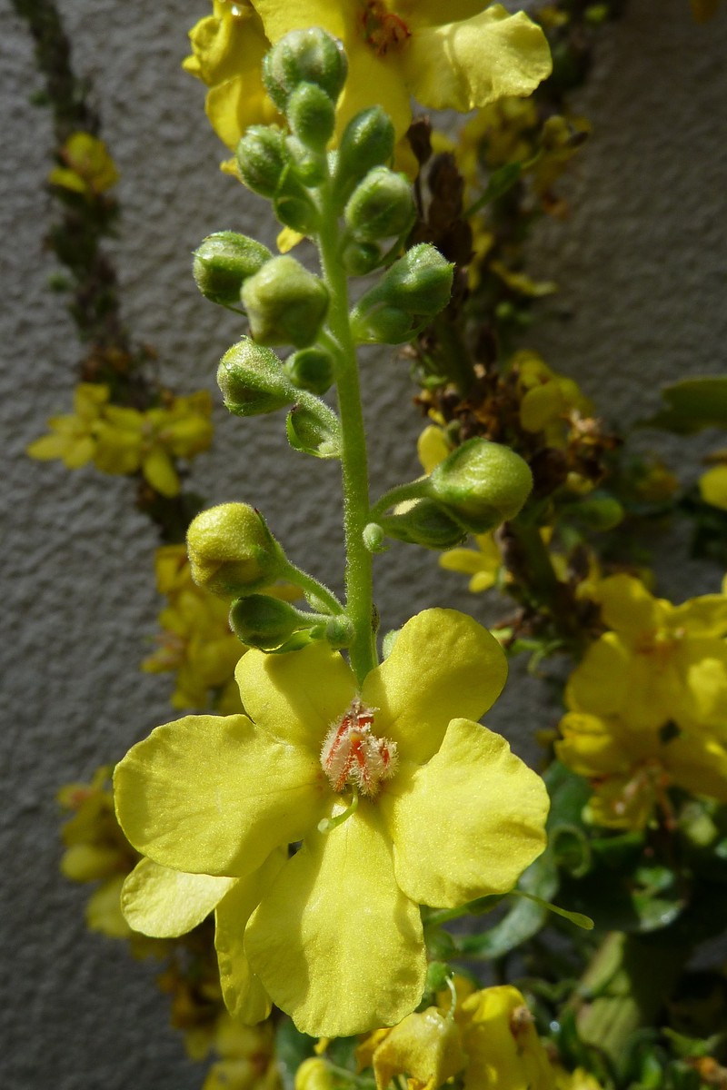 Olympic Mullein photo 5
