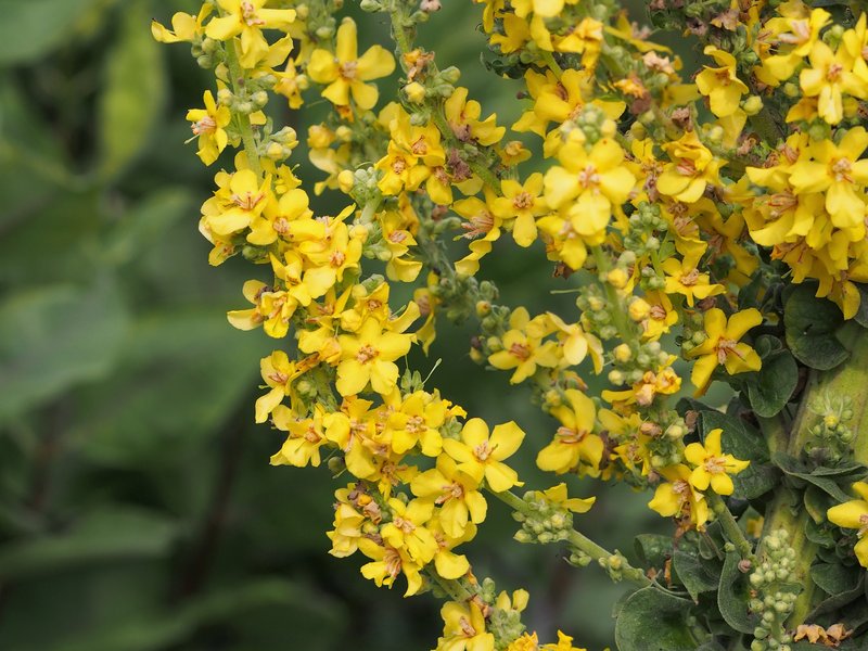 Olympic Mullein photo 6
