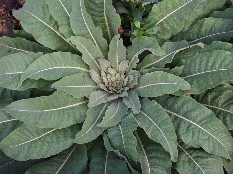 Olympic Mullein photo 7