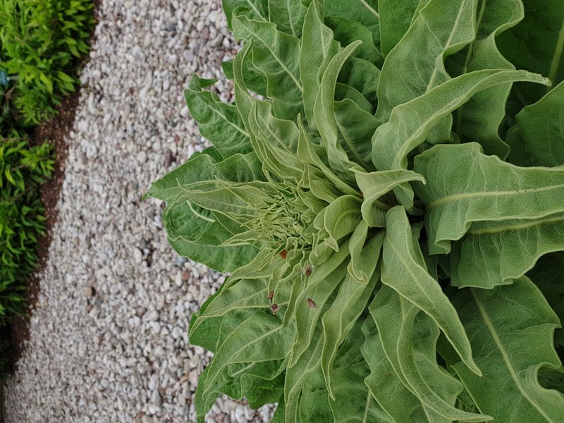Olympic Mullein photo 8