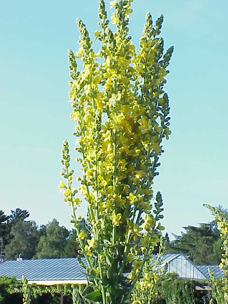 Olympic Mullein photo 2
