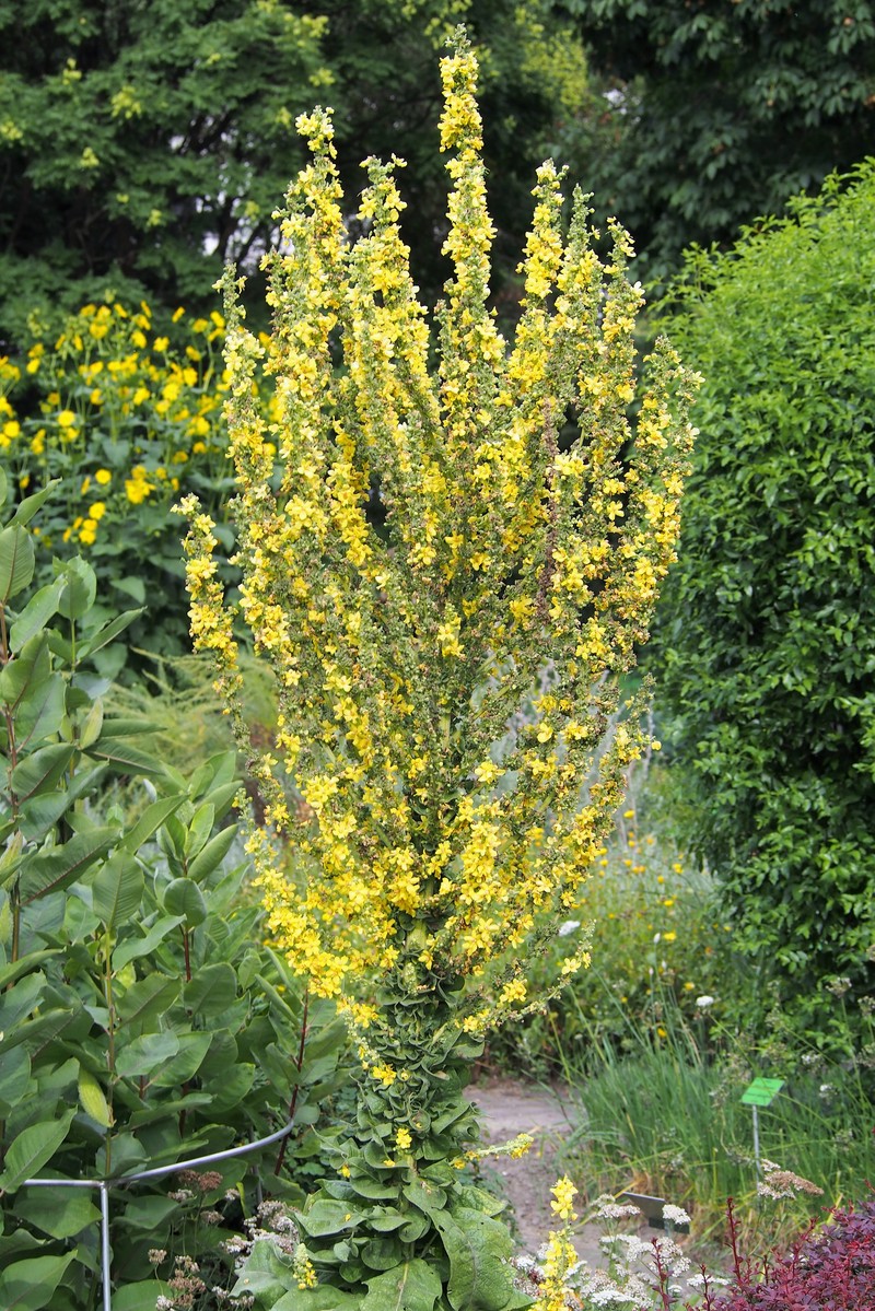 Olympic Mullein