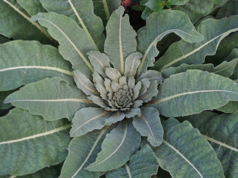 Olympic Mullein photo 3