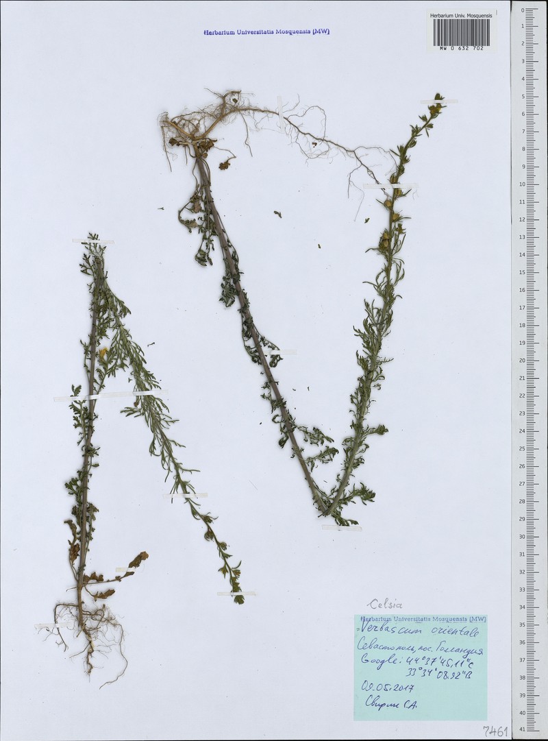 Verbascum orientale subsp. orientale