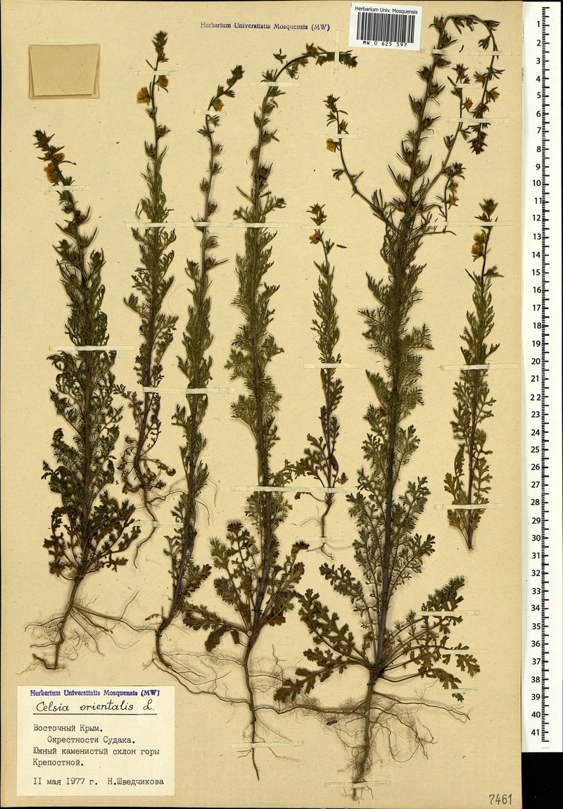 Verbascum orientale subsp. orientale photo 3