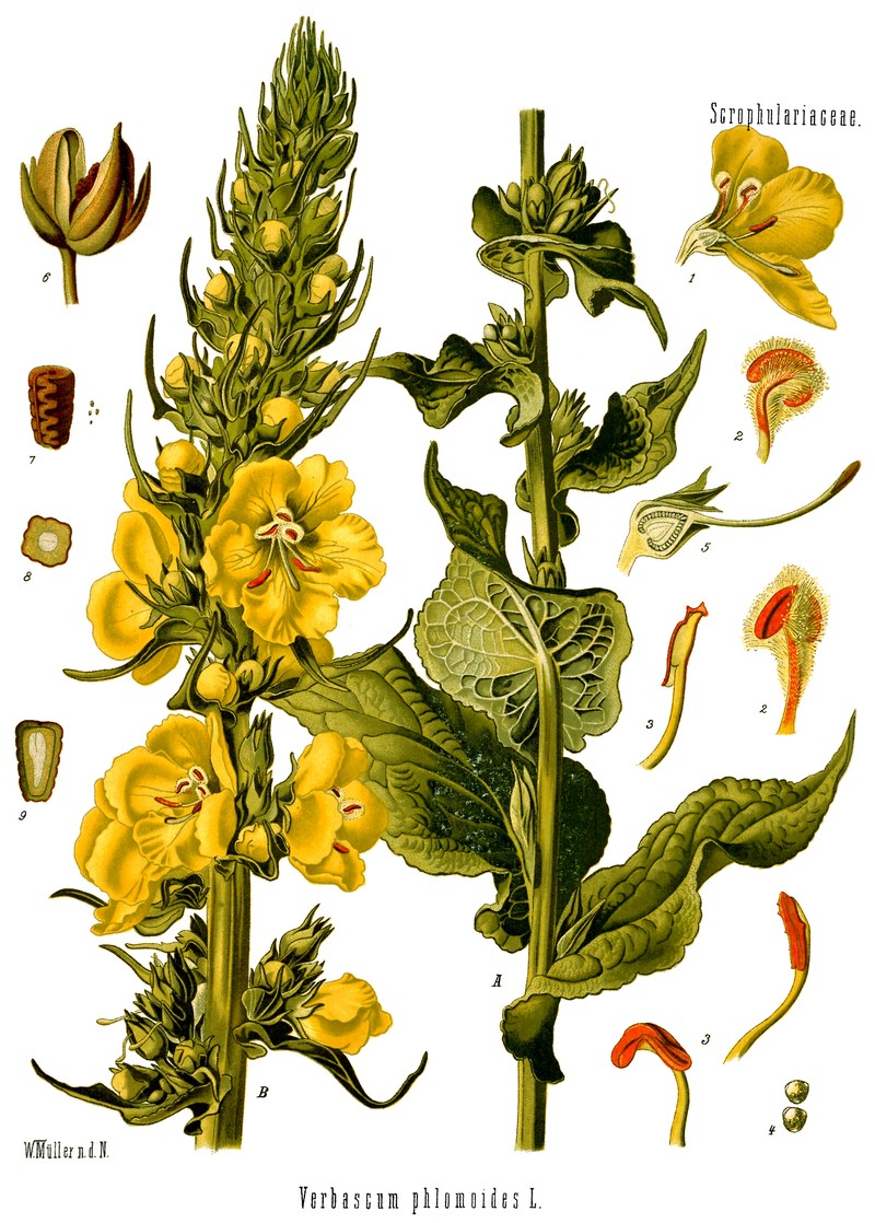 Orange Mullein