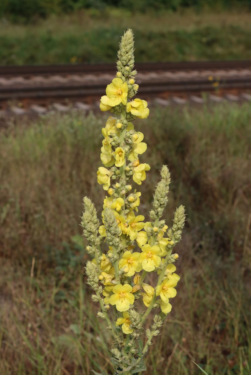Orange Mullein photo 5