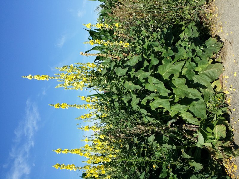 Orange Mullein photo 6