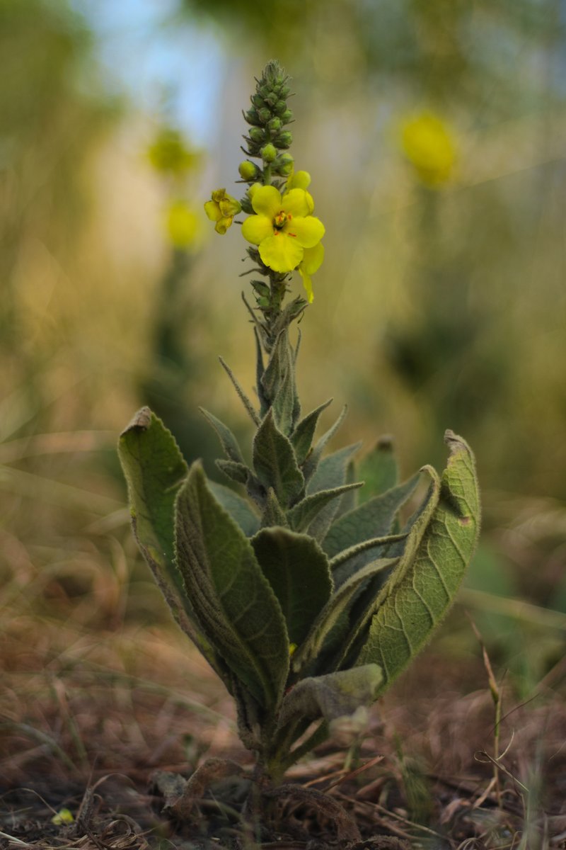 Orange Mullein photo 7