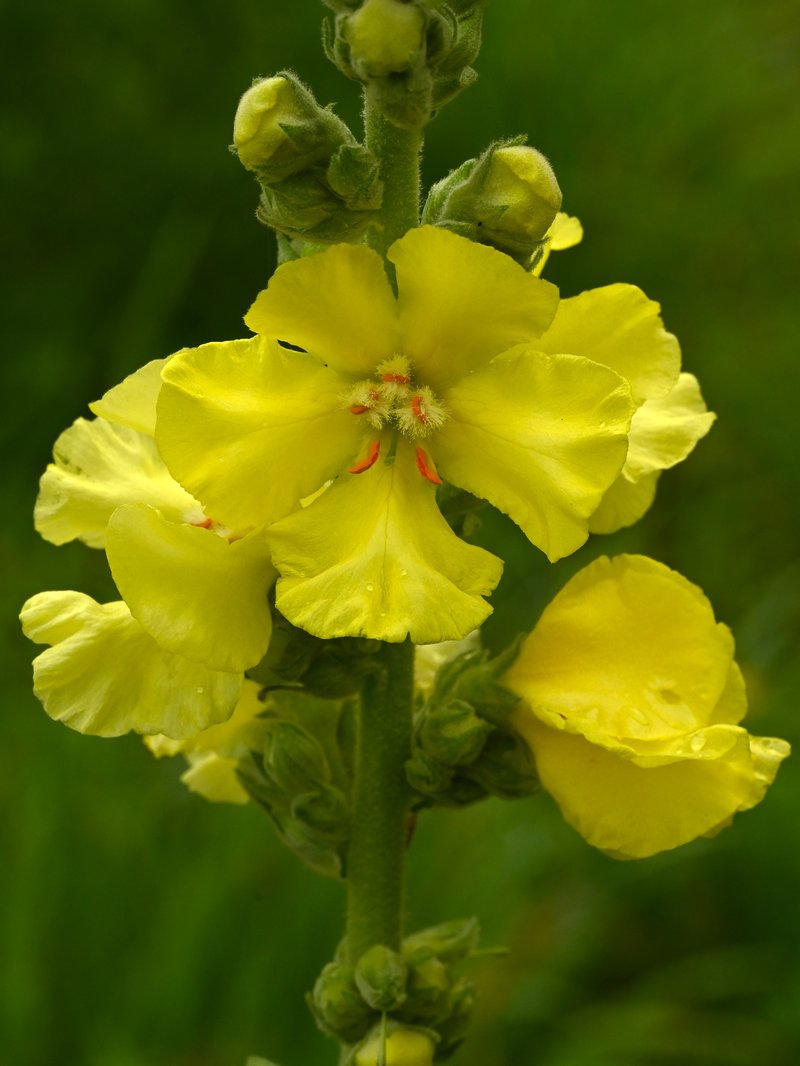 Orange Mullein photo 8