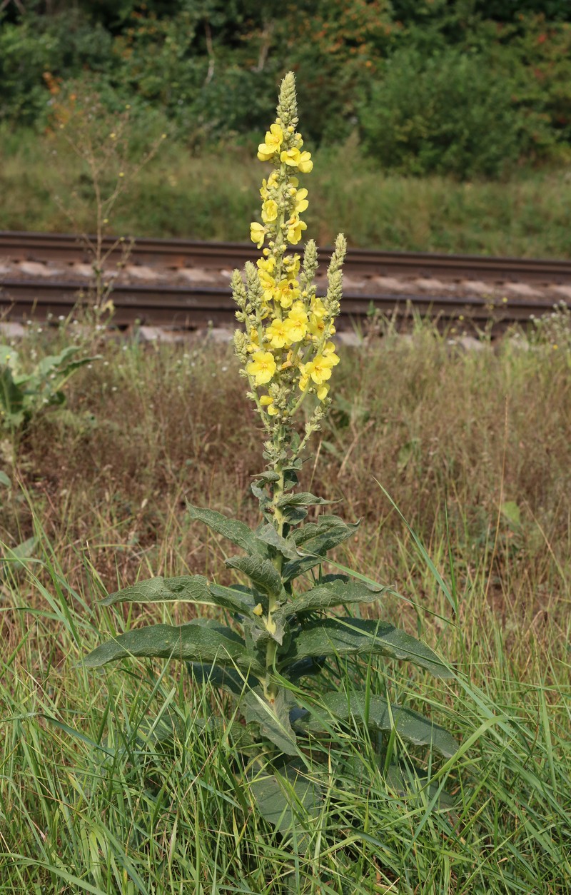 Orange Mullein photo 2