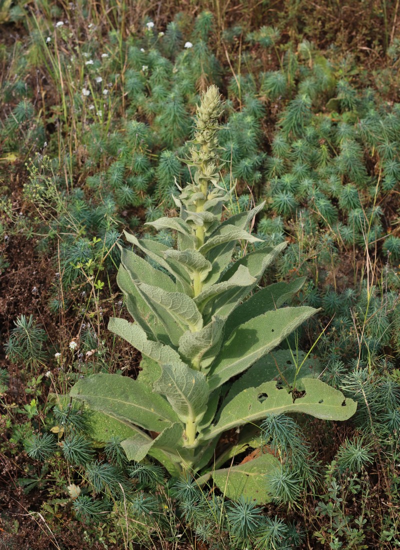 Orange Mullein photo 3
