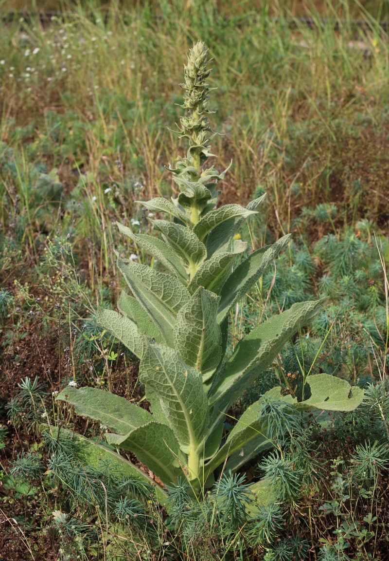 Orange Mullein photo 4