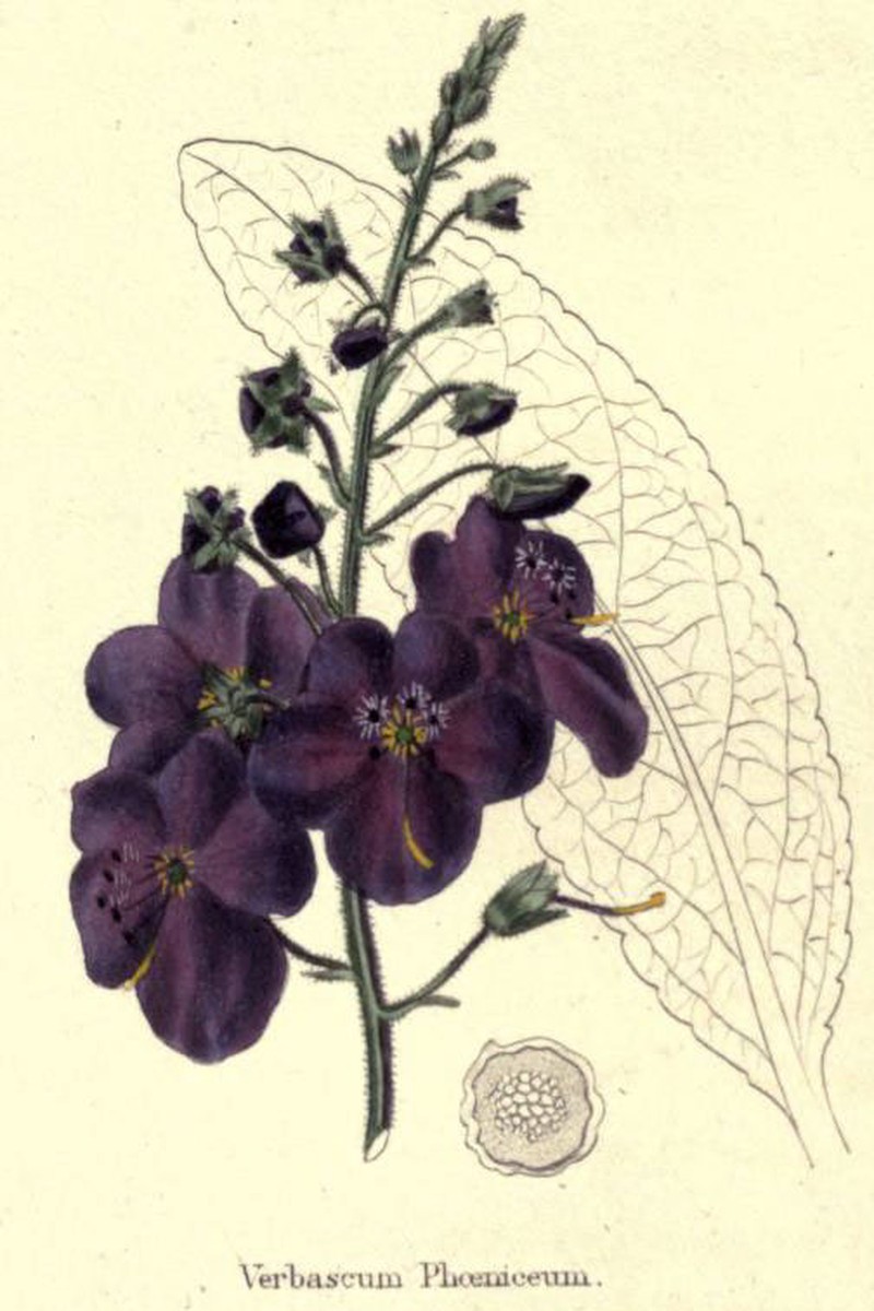Purple Mullein photo 5