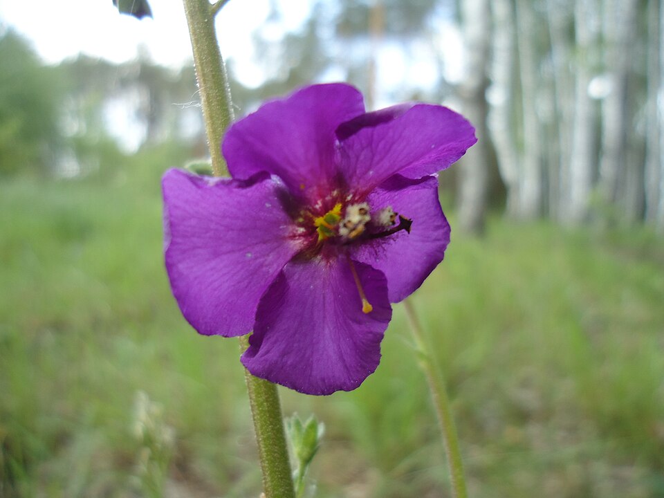 Purple Mullein photo 6
