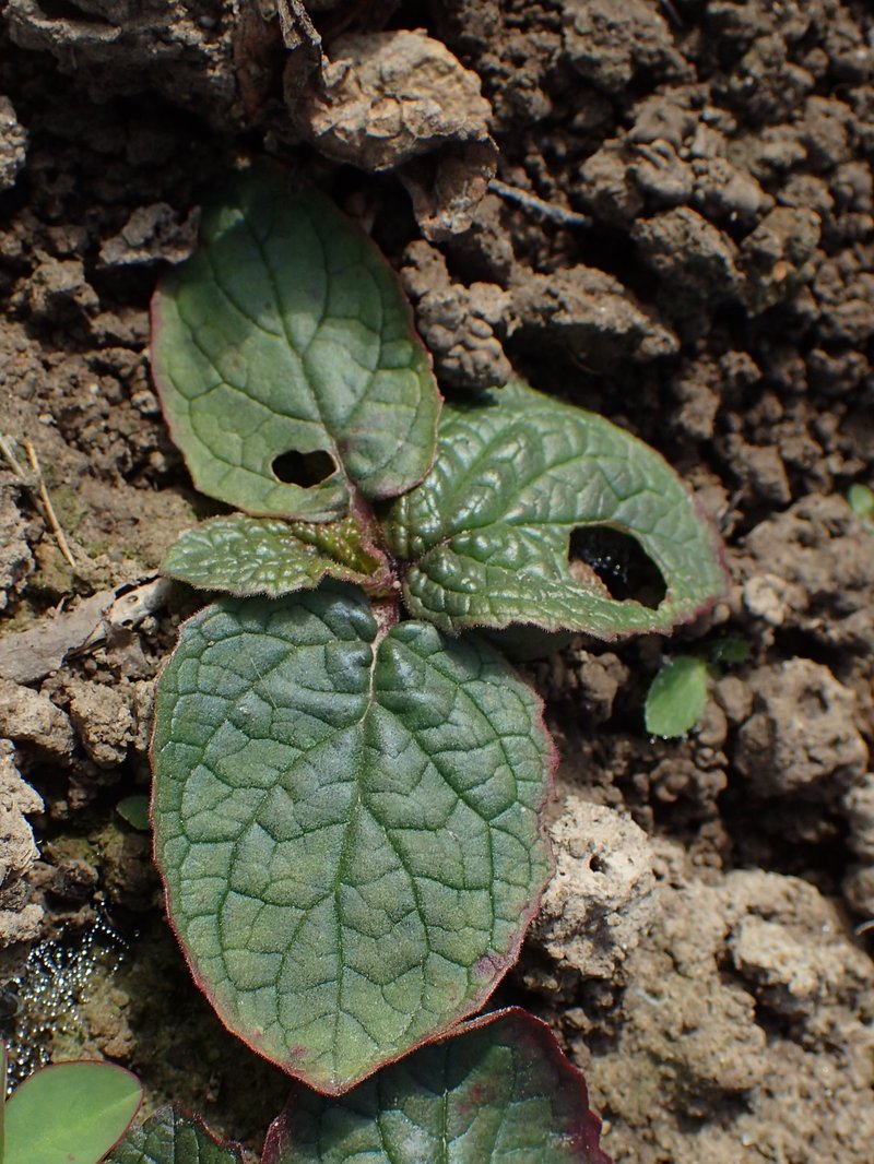 Purple Mullein photo 8