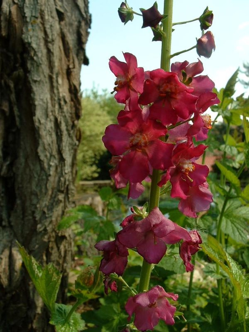 Purple Mullein