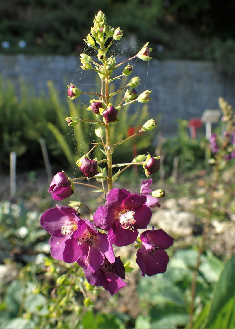 Purple Mullein photo 3