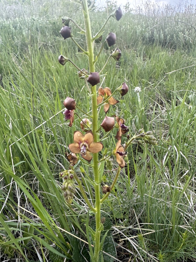 Verbascum phoeniceum subsp. phoeniceum